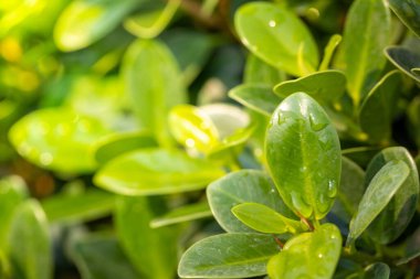Bahçedeki güneş ışığı altında yeşil yaprağı kapat. Kopyalama alanı olan doğal arkaplan.