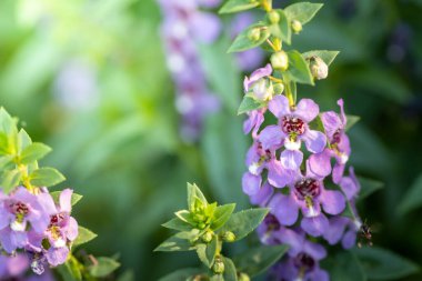 Renkli çiçeklerin arkaplan resmi, arka plan doğası