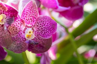 Ormanda açan güzel orkideler, parlak gün ışığında.