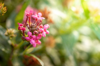 Renkli çiçeklerin arkaplan resmi, arka plan doğası