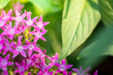 Ormanda açan güzel orkideler, parlak gün ışığında.