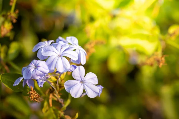 Imagen Fondo Las Flores Colores Naturaleza Fondo —  Fotos de Stock