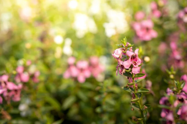 Bakgrundsbilden Färgglada Blommor Bakgrund Natur — Stockfoto