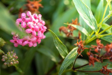 Renkli çiçeklerin arkaplan resmi, arka plan doğası