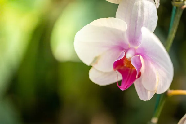 Vackra Blommande Orkidéer Skogen Den Ljusa Solen — Stockfoto