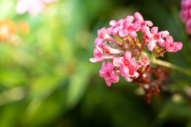 Renkli çiçeklerin arkaplan resmi, arka plan doğası