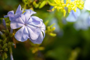 Renkli çiçeklerin arkaplan resmi, arka plan doğası