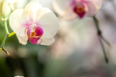 Ormanda açan güzel orkideler, parlak gün ışığında.