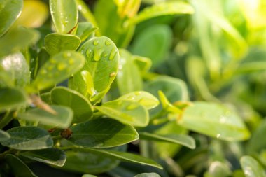 Bahçedeki güneş ışığı altında yeşil yaprağı kapat. Kopyalama alanı olan doğal arkaplan.