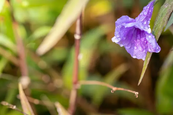 Image Fond Des Fleurs Colorées Fond Nature — Photo