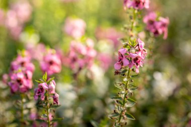 Renkli çiçeklerin arkaplan resmi, arka plan doğası