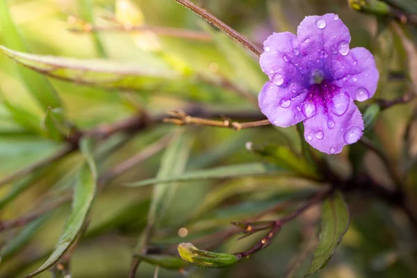 Image Fond Des Fleurs Colorées Fond Nature — Photo