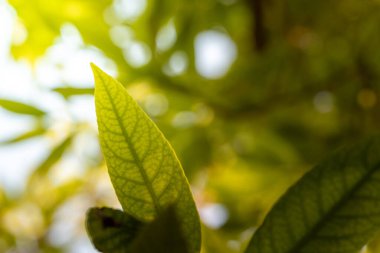Bahçedeki güneş ışığı altında yeşil yaprağı kapat. Kopyalama alanı olan doğal arkaplan.