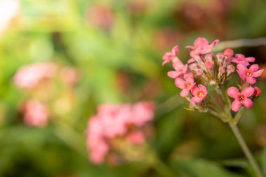 Renkli çiçeklerin arkaplan resmi, arka plan doğası