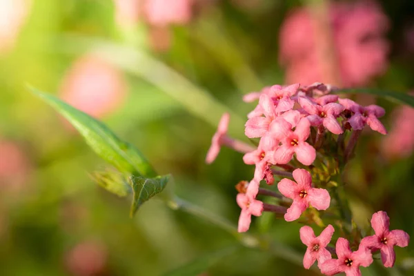 Imagem Fundo Das Flores Coloridas Natureza Fundo — Fotografia de Stock