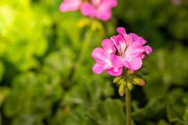 Renkli çiçeklerin arkaplan resmi, arka plan doğası