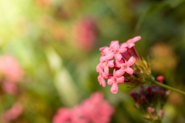 Renkli çiçeklerin arkaplan resmi, arka plan doğası
