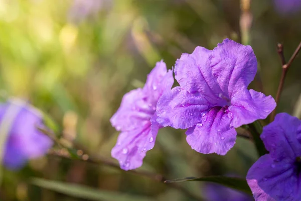 Image Fond Des Fleurs Colorées Fond Nature — Photo