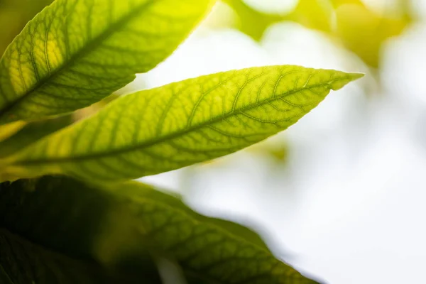 Κλείστε Πράσινο Φύλλο Κάτω Από Φως Του Ήλιου Στον Κήπο — Φωτογραφία Αρχείου
