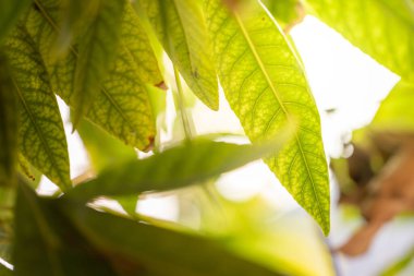 Bahçedeki güneş ışığı altında yeşil yaprağı kapat. Kopyalama alanı olan doğal arkaplan.