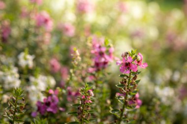 Renkli çiçeklerin arkaplan resmi, arka plan doğası