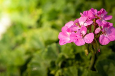 Renkli çiçeklerin arkaplan resmi, arka plan doğası