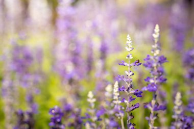 Renkli çiçeklerin arkaplan resmi, arka plan doğası