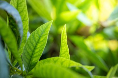 Bahçedeki güneş ışığı altında yeşil yaprağı kapat. Kopyalama alanı olan doğal arkaplan.