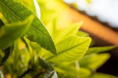 Bahçedeki güneş ışığı altında yeşil yaprağı kapat. Kopyalama alanı olan doğal arkaplan.