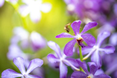 Ormanda açan güzel orkideler, parlak gün ışığında.