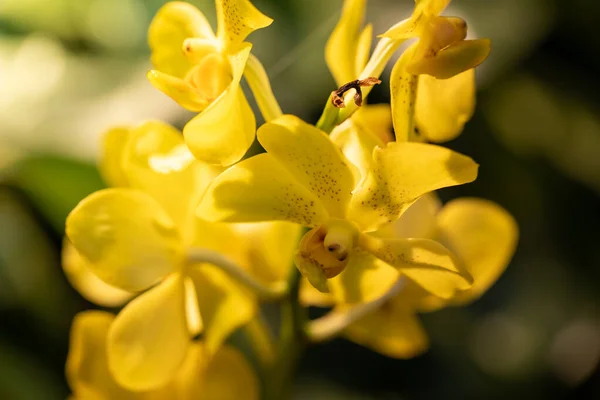 Hermosas Orquídeas Florecientes Bosque Sol Brillante —  Fotos de Stock