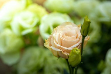 Renkli çiçeklerin arkaplan resmi, arka plan doğası