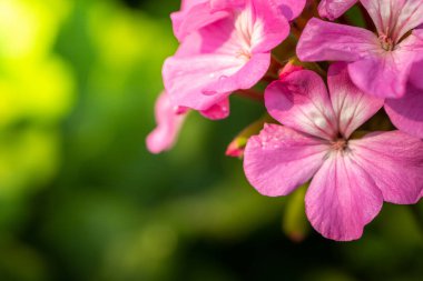 Renkli çiçeklerin arkaplan resmi, arka plan doğası