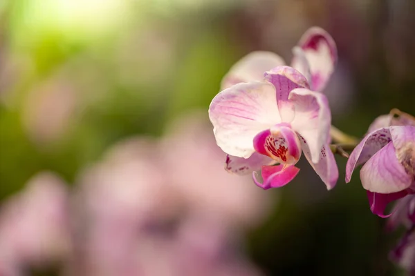 Vackra Blommande Orkidéer Skogen Den Ljusa Solen — Stockfoto