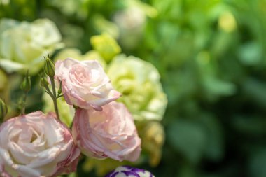 Renkli çiçeklerin arkaplan resmi, arka plan doğası