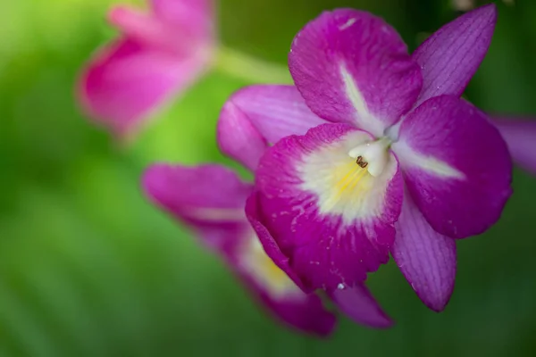 Piękne Kwitnące Orchidee Lesie Jasnym Słońcu — Zdjęcie stockowe