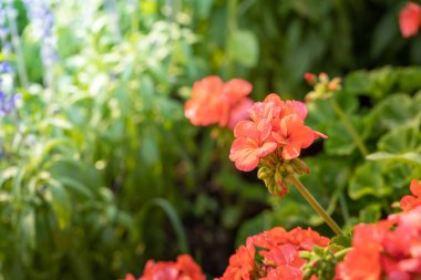 Renkli çiçeklerin arkaplan resmi, arka plan doğası