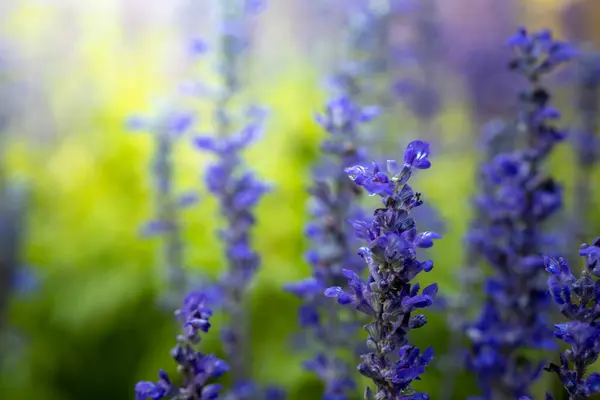 Imagen Fondo Las Flores Colores Naturaleza Fondo — Foto de Stock