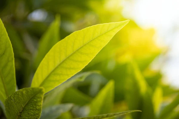 Κλείστε Πράσινο Φύλλο Κάτω Από Φως Του Ήλιου Στον Κήπο — Φωτογραφία Αρχείου