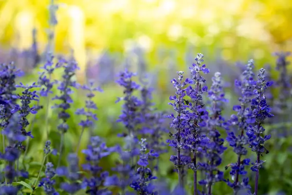 Immagine Sfondo Dei Fiori Colorati Sfondo Natura — Foto Stock