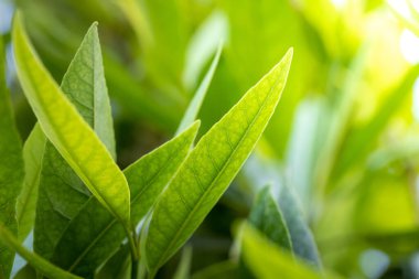 Bahçedeki güneş ışığı altında yeşil yaprağı kapat. Kopyalama alanı olan doğal arkaplan.