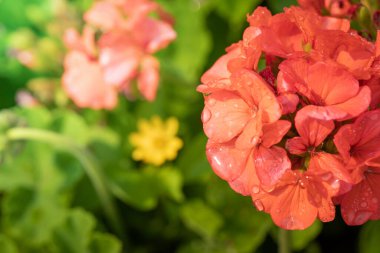 Renkli çiçeklerin arkaplan resmi, arka plan doğası