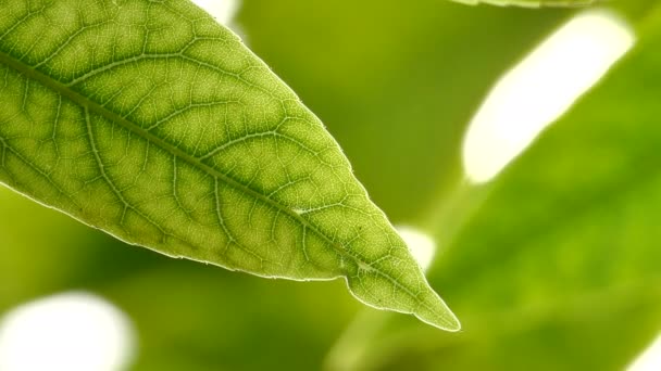 Close Grüne Blatt Unter Sonnenlicht Garten Natürlicher Hintergrund Mit Kopierraum — Stockvideo