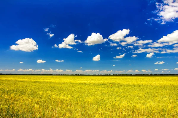 Campo de trigo, nubes en el cielo azul —  Fotos de Stock