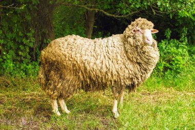 ormandaki yeşil çimenlerin üzerinde bir koyun