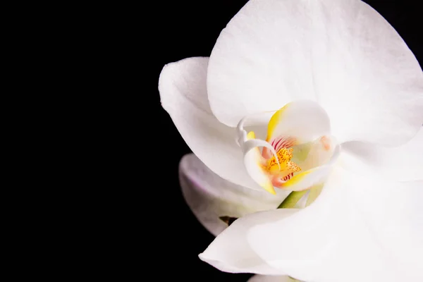 Orchidee auf schwarzem Hintergrund — Stockfoto