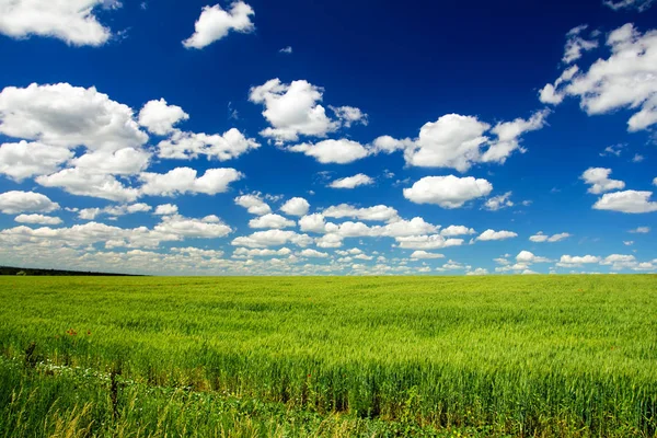 Campo de trigo, muchas nubes en el cielo azul —  Fotos de Stock