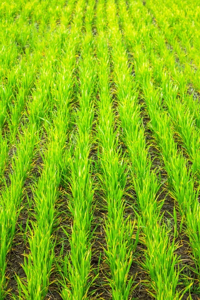 Feld aus jungen Weizen, grünen Weizensprossen — Stockfoto