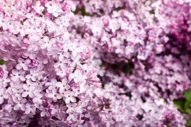 Lila bush, Bahar, çok sayıda çiçek leylak