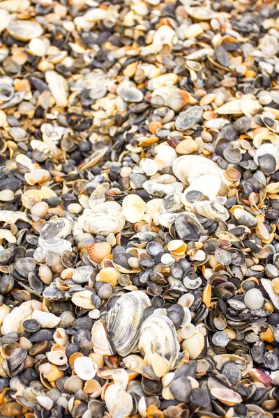 doğal deniz kabuğu doku, deniz doku